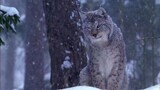 Lynx short Hindi documentary