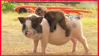 A Baby Monkey On Mini Pig Back.