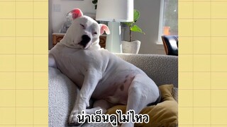 เพื่อนตัวน้อยแสนซน : น่าเอ็นดูไม่ไหว