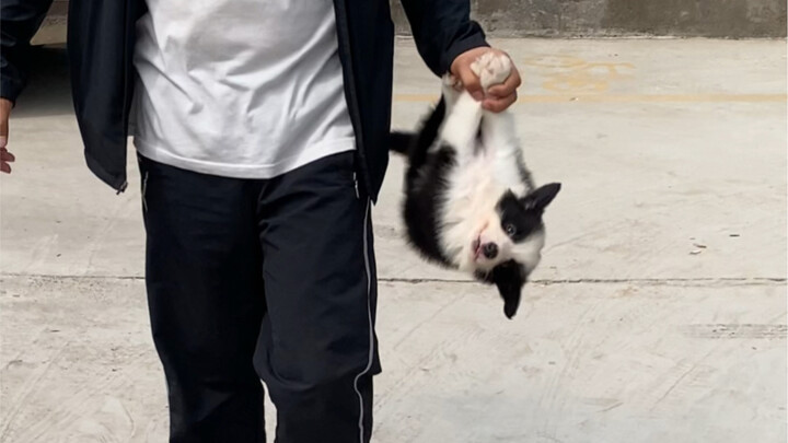 Chú border collie tinh ranh, bạn có thích không?