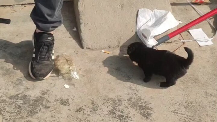 الجرو: أمي، كيف جئت إلى هذا العالم؟ الجواب: تم الحصول علي من خلال جمع الخردة