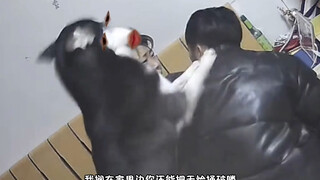 二哈：什么叫咋滴了