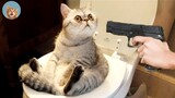 Funniest Animals 🐱‍👓 - Funny animal videos can't help but laugh 2021 😁| MEOW