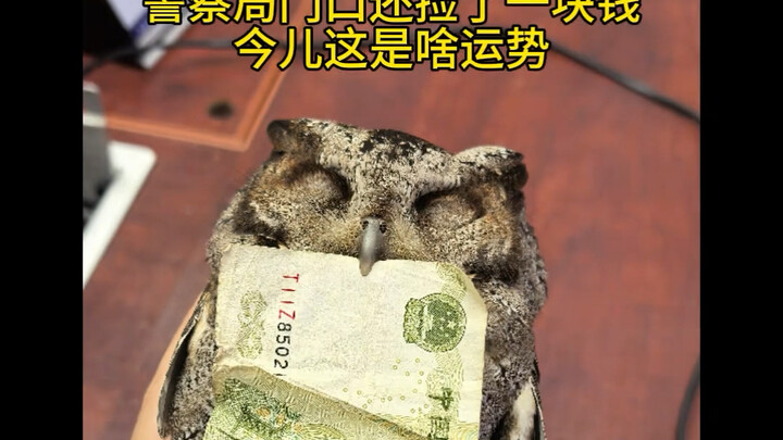 Trên đường lái xe về, tôi thấy một sinh vật nhỏ đang di chuyển; dừng xe lại xem thì hóa ra là một co