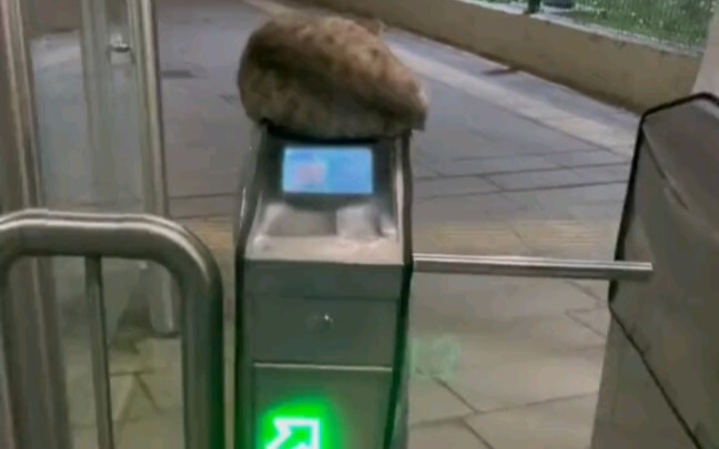 Cat security guard, super dedicated