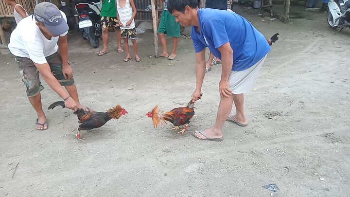 Lagi sa kulungan,kaya malambot pumalo,🐓