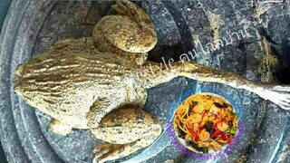 กบประหลาด มี 5 ขา ใครเคยเห็นบ้าง | กบนำโชค | Five legged frog