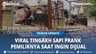Viral Tingkah Sapi di Blora Prank Pemiliknya saat Hendak Dijual, Lakukan Ini di Dalam Truk