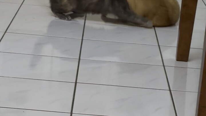 My House Cat