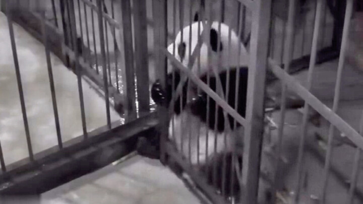 Mặc Mặc thật sự đáng yêu bùng nổ!