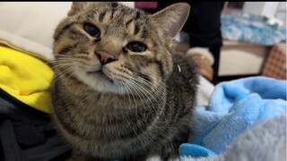 柔弱夹子小猫，背地里狂揍我妈！后续：我妈说挺喜欢小猫揍她的……