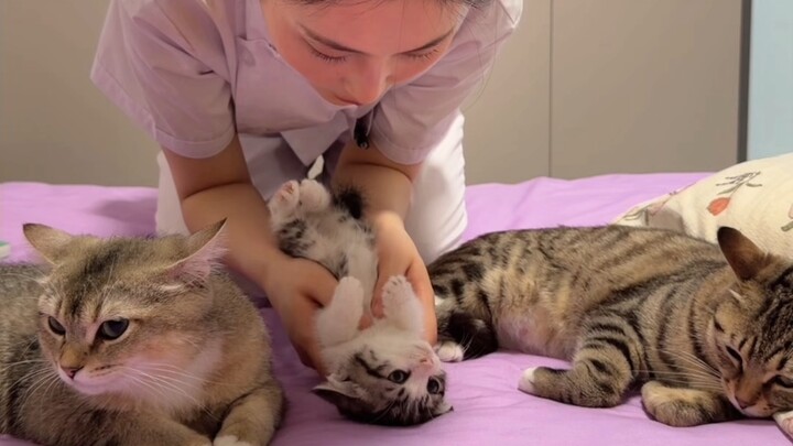 Cảm ơn cô y tá đã cứu mạng con mèo của tôi