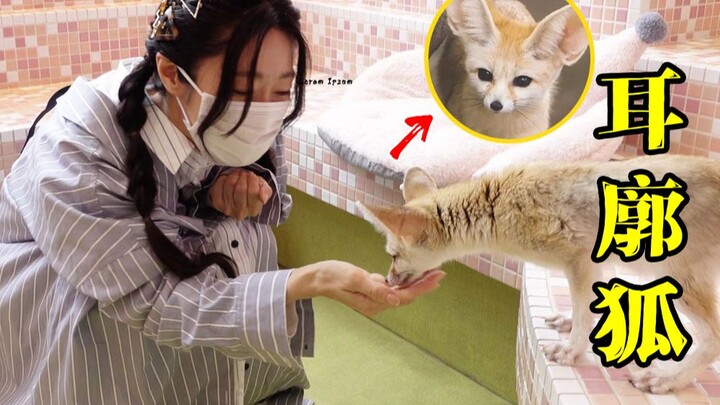 【钉宫理惠】啊啊啊！没有谁，能抵挡住狐狸的诱惑！