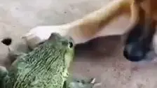 frog eat the dog