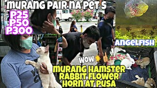 MURANG PETS HAMSTER RABBIT FLOWER HORN FISH,ANGEL fish at PUSA,jomar petshop munioz market