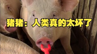 猪猪：人类真的太坏了
