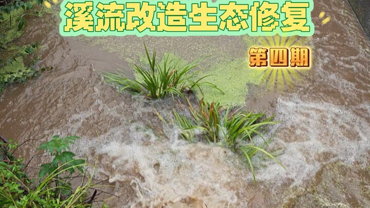 Saya membangun bendungan di desa untuk memulihkan keanekaragaman hayati aliran sungai, tapi satu huj