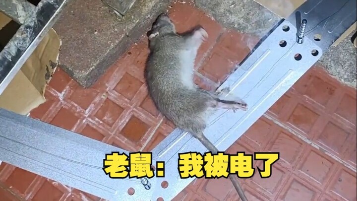 Mouse: Electricity feels so good, right!