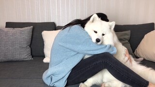What happens when you hold a Samoyed for a very, very long time? [Funny reaction]