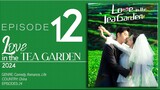 🇨🇳EP12 Love In The Tea Garden (2024)