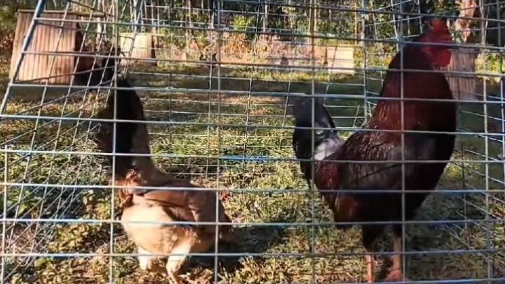 seed fowl cardinal club kelso...baby pullets 3 months old available this coming july