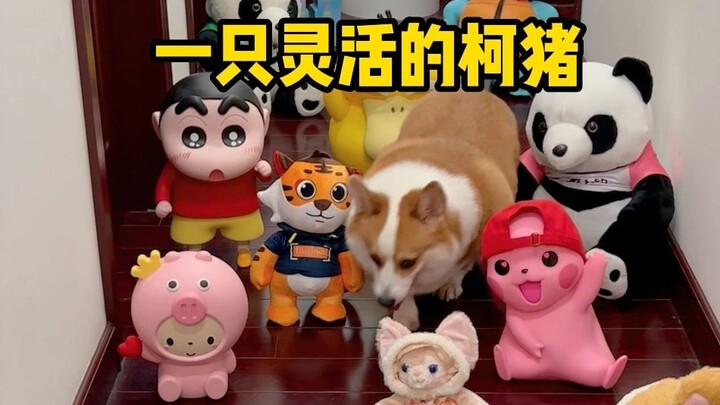 Testing the obstacle-avoidance skills of a corgi and a husky—unexpected ending!