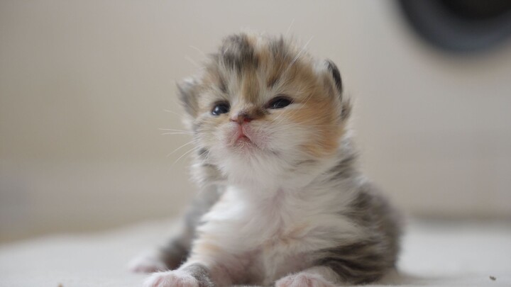 The colors are a bit mixed, but it’s still quite cute—she’ll definitely be a sweet girl in the futur