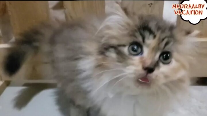 Kucing Lucu Belajar Mengenal Huruf Hijaiyah
