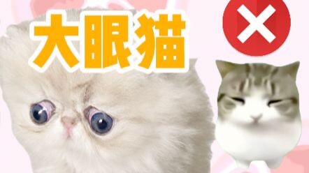 ลูกแมวในมีมตาของเหมียวกรอบ เบ แบบนี้