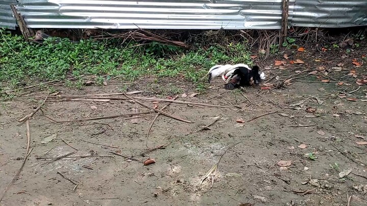 white kelso vs 2 years old asil cross