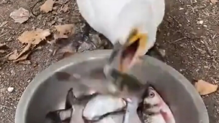 «البجع يلتهم الطعام ويدهش الجميع!»