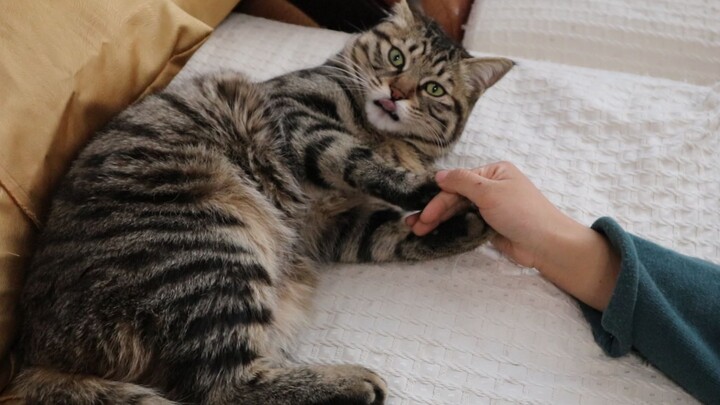 Cat: A Killing Intent Is Stirring…