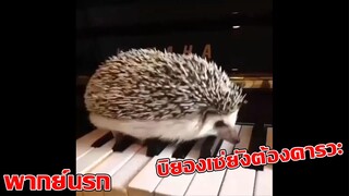 BestVines ฉบับสัตว์โลก EP.19 [พากย์นรก]