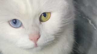 在吃我妈烙的饼，掉了一块被她给尝到了.然后就这样…