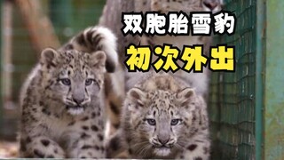 可爱的动物双胞胎们！