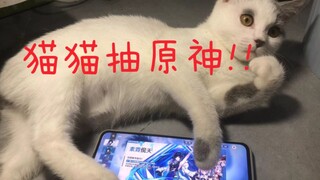 猫猫⚡原神⚡抽卡，你与欧皇可能只差一头猫!!