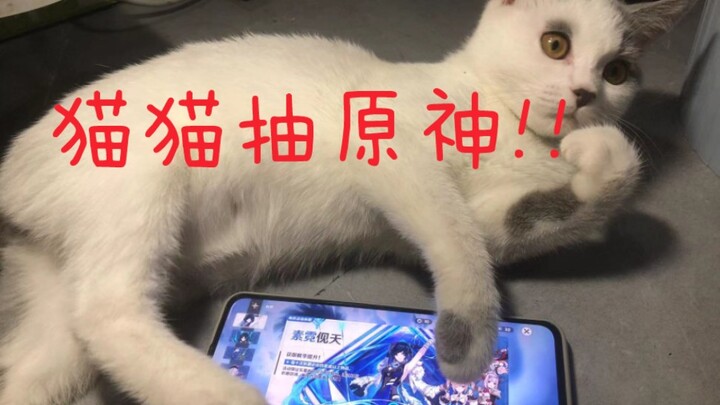 猫猫⚡原神⚡抽卡，你与欧皇可能只差一头猫!!