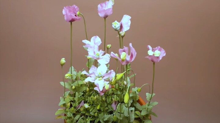 [Repost] Poppy Cultivation and Growth Process
