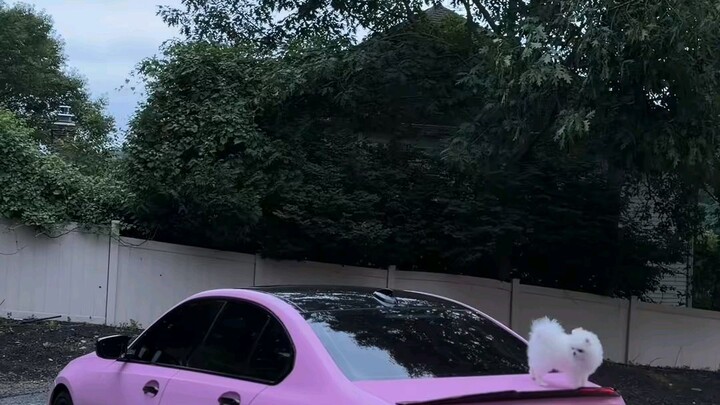 cat playing with car