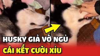 Thanh niên Husky GIẢ VỜ NGỦ để không bị Sen ĐUỔI và cái kết 😂 | Yêu Lu