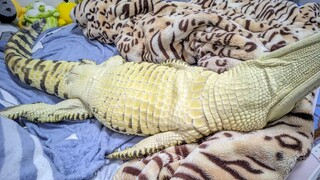 E E memperlihatkan gulungan kematian dengan sempurna!