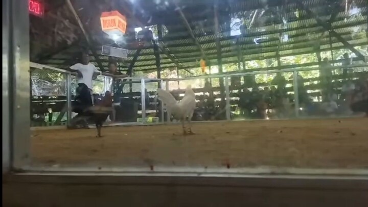 alimbuyog vs puti