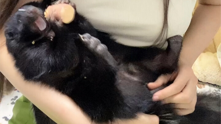 Fakta menarik tentang sigung, sungguh sangat berguna