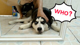 Husky Saw Himself For The First Time In The Mirror And Got Shocked