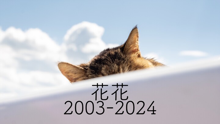 抱歉，每一位喜欢花花的朋友