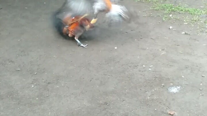 first spar.