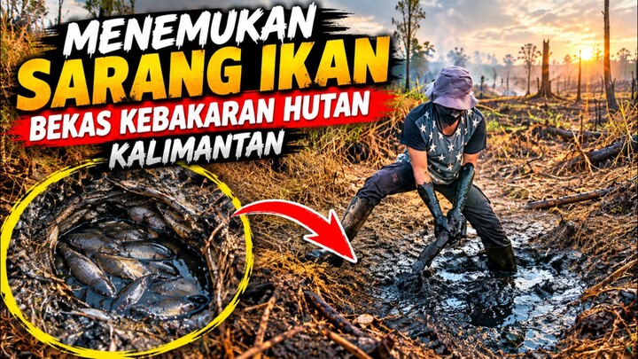 menemukan sarang ikan yang sedang kekeringan di hutan Kalimantan #hutankalimantan #mencariikan