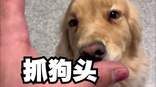 Dùng "móng vuốt khổng lồ" để nắm lấy đầu những chú chó ở lớp giữ trẻ ban ngày, xem phản ứng của chún