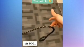Gánh xiếc của những chiếc thú cưng #meme