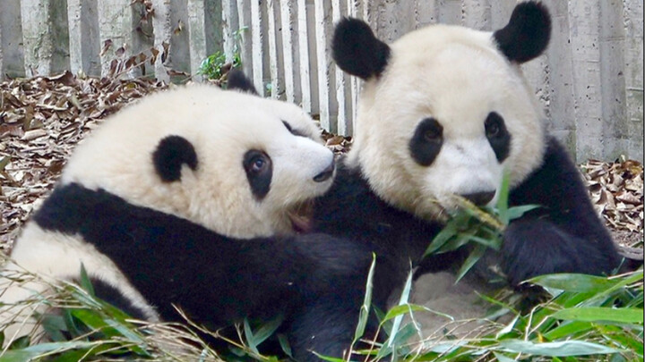 【Panda】What is it like to live with energetic pandas 